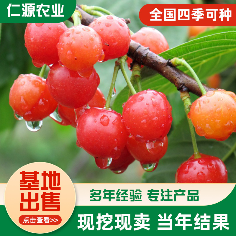 Base Direct Supply of Cherry Seedlings, Cherry Saplings, Cherry Trees, Potted Large Cherry Seedlings Planted in the South and North