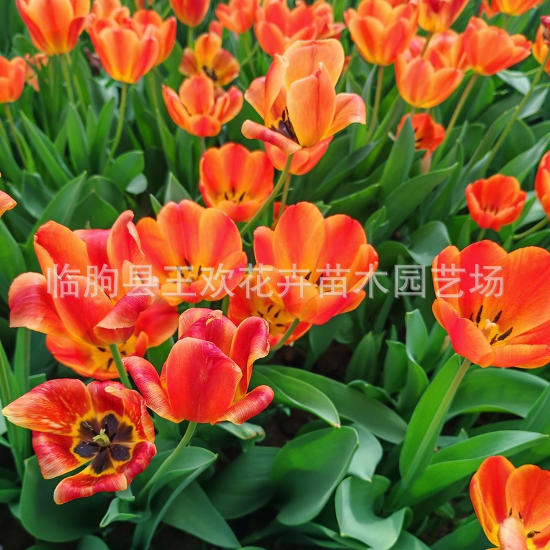 Qingzhou Base Tulip Seedlings Distribution Flowering Varieties of Various Tulip Bulbs Flower Tulip Seedlings Wholesale
