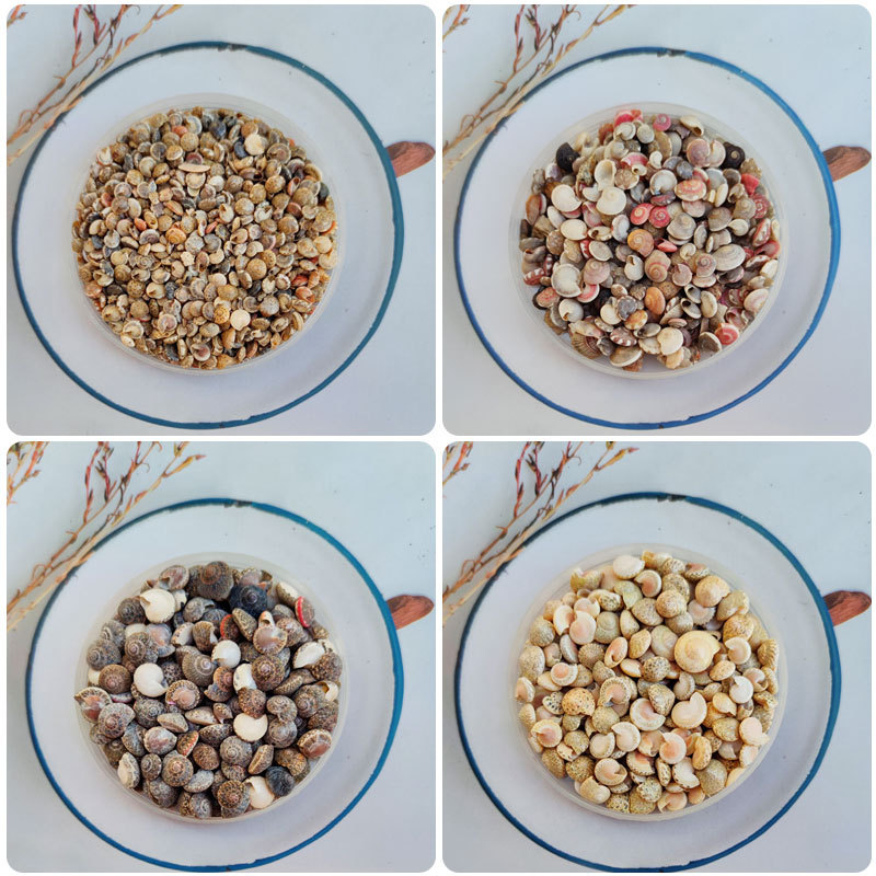 Улитка, натуральная мини-раковина конхи, 0.5-1 см, специальные раковины для микро-ландшафта