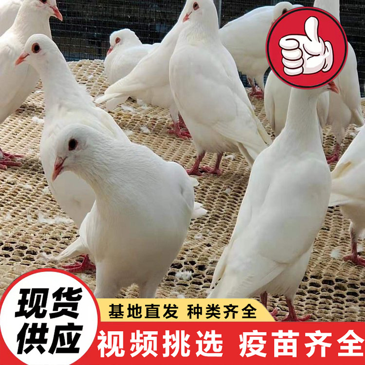 Direct Sales from Shandong Manufacturers of Domesticated Meat Pigeons, Ornamental Pigeons, Purebred Red Ingot Pigeons, American Floor-Standing King Pigeons Prices