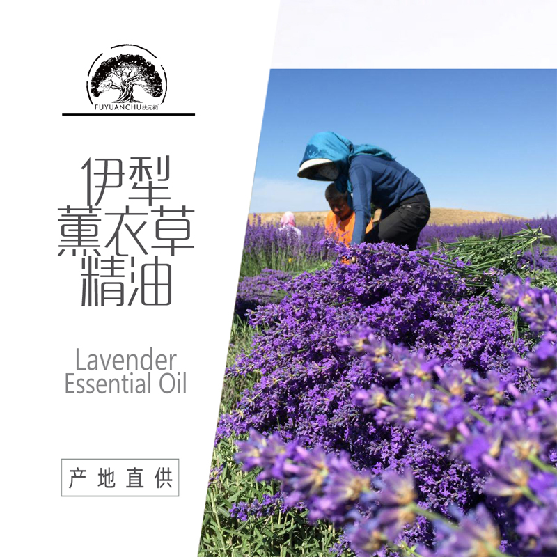 Mugwort Rose Ginger Small Bottle Massage Compound Essential Oil Whole Body Scraping Heating Essential Oil Beauty Salon Wholesale 10ml