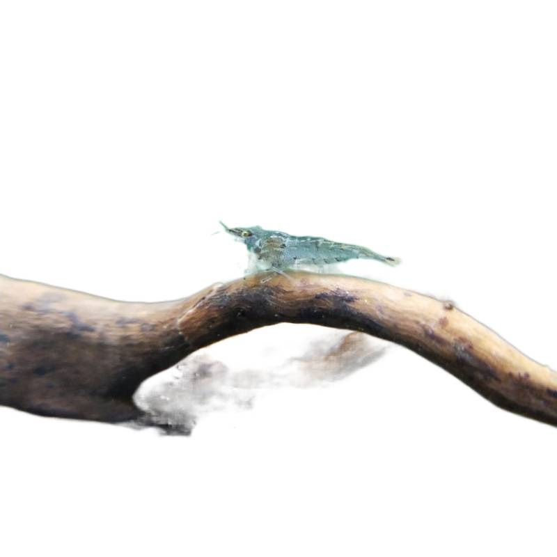 Black Shell Shrimp Algae Removal Cleaning Algae Removal Tool Ornamental Rice Shrimp Pet Fresh Feed Freshwater Aquarium Landscaping