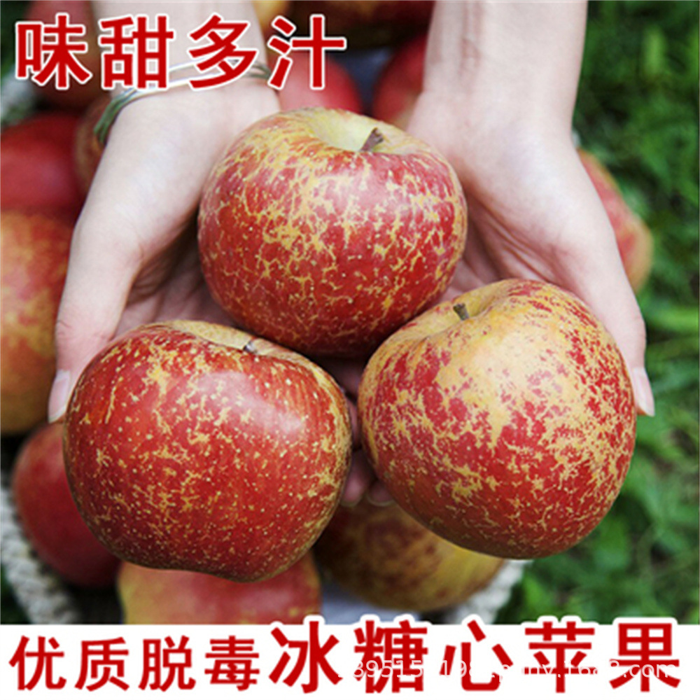 New Zealand Aifei Apple Seedlings Grafted Dwarf Apple Saplings Late-Maturing Potted Ground Planting Fruit Saplings Planted in the North and South