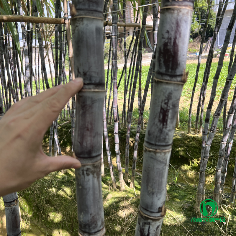 Directly Supplied from the Place of Origin of Guangxi Sugar Cane, New Variety of Black-Skinned Sugar Cane with Good Color, Long Sections, Crispy and Sweet Fruit Sugar Cane Wholesale