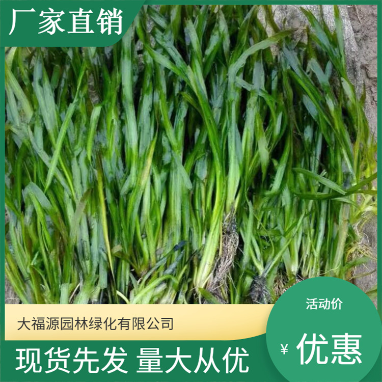 Прямые продажи горькой травы, экологическое проектирование, очистка воды