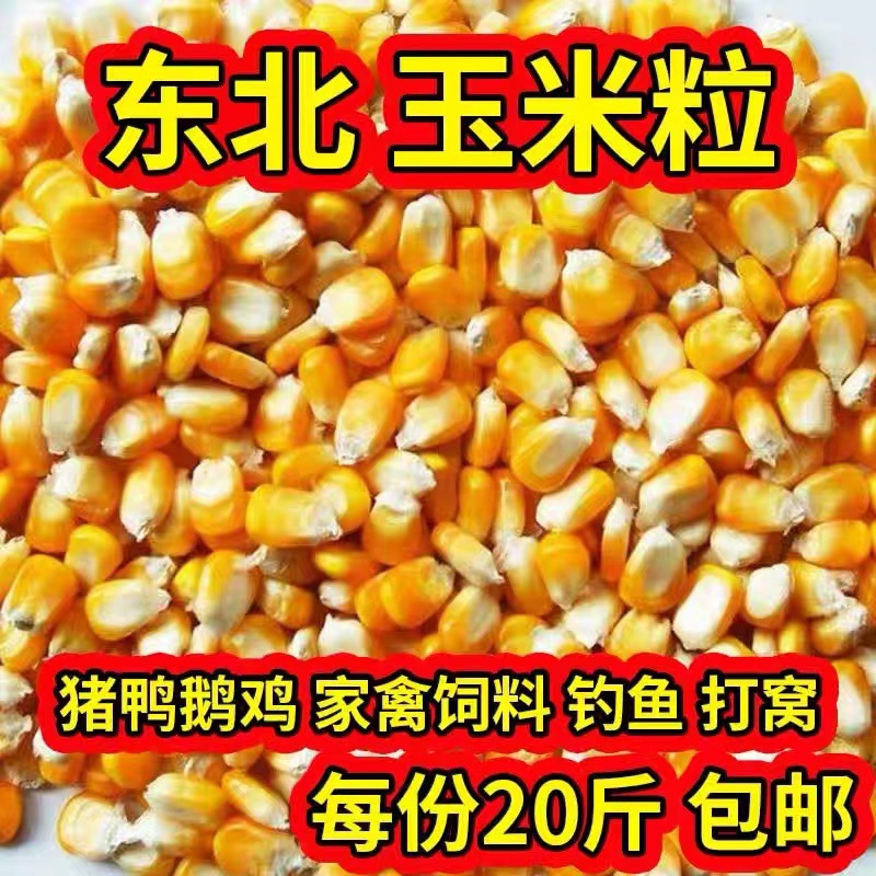 2024 New Northeast Large Corn Kernels 5kg Feed for Chickens, Ducks, Pigeons, Fishing, Brewing, New Grain Dry Corn Kernels, Pigeon Feed