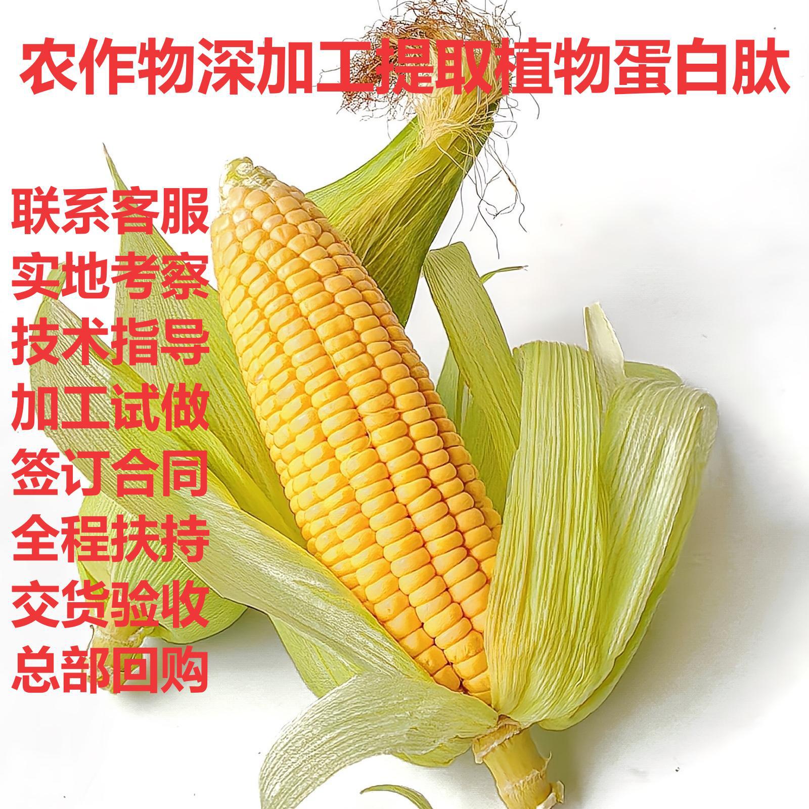 Бесплатное обучение, бесплатная технология, короткий срок поддержки, высокое производство, высокий доход, штаб-квартира приобретает растительные белковые пептиды