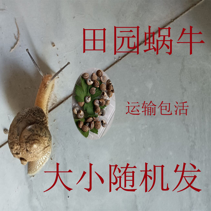 Live Snails for Students' Science Education, Pet Snails for Kindergarten Observation, Garden Snails with Random Sizes, Shipped in Handbags