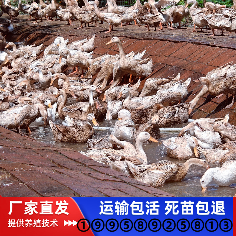 Утята из Цзяннани, мужские утята, оптовая продажа высокопродуктивных утят с зелеными скорлупами из Хунани, утята номер 4