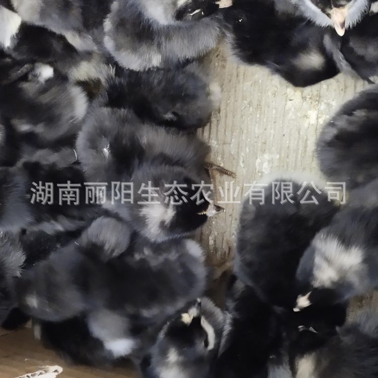 Black Reed Chicken Seedlings Wholesale from the Site, Live One-Day-Old Chicken Seedlings, and One-Month-Old Chicken Free-Range Chickens