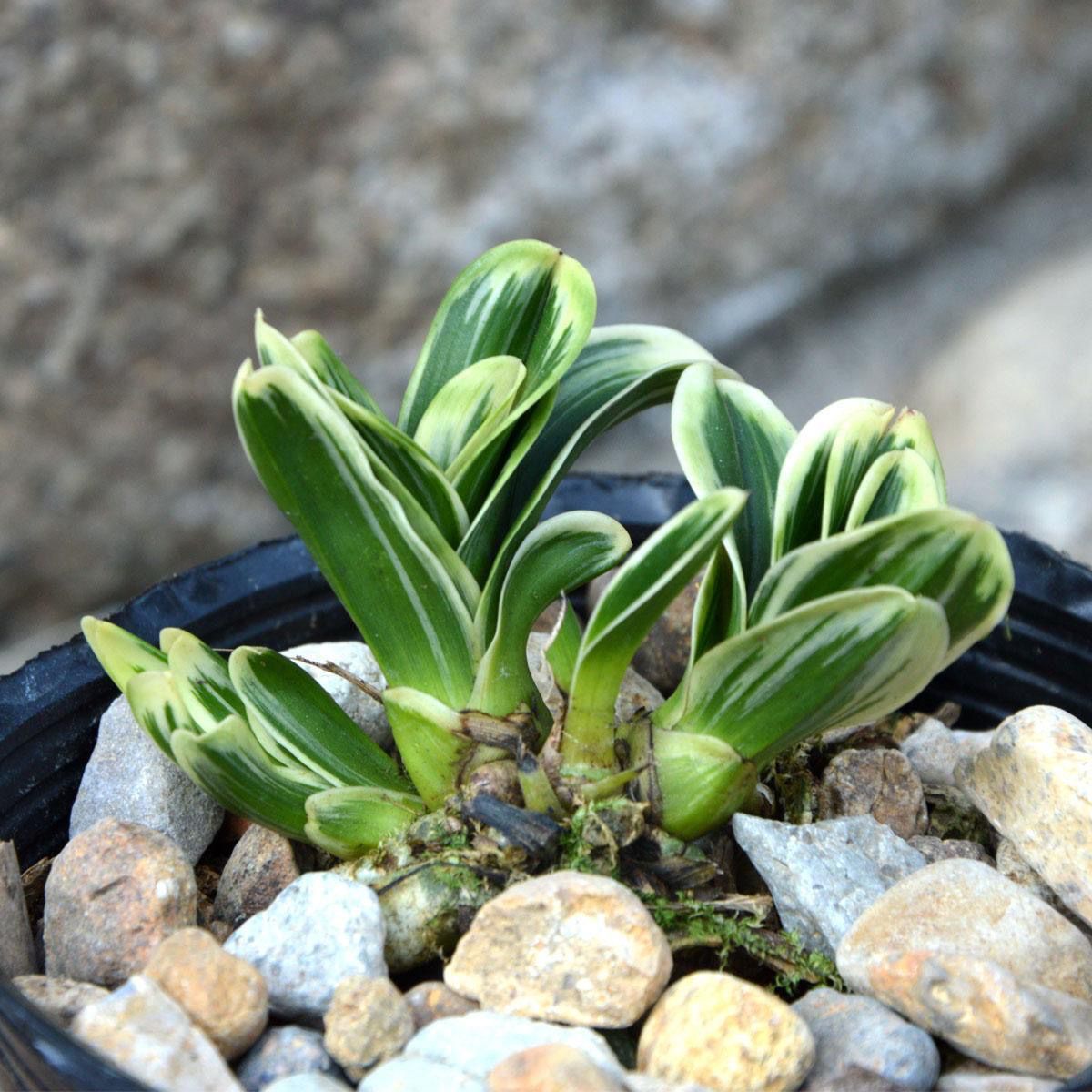Dwarf Round-Headed Golden-Edged Orchid Potted Orchid Four-Season Orchid Strong-Scented Indoor Balcony Flower and Green Plant