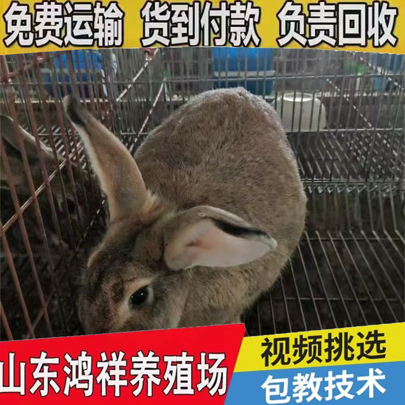 Self-Produced and Sold Hongxiang Belgian Rabbit Breeding Farm Sells Live Rabbits at Low Prices. Belgian Meat Rabbits Are Easy to Feed