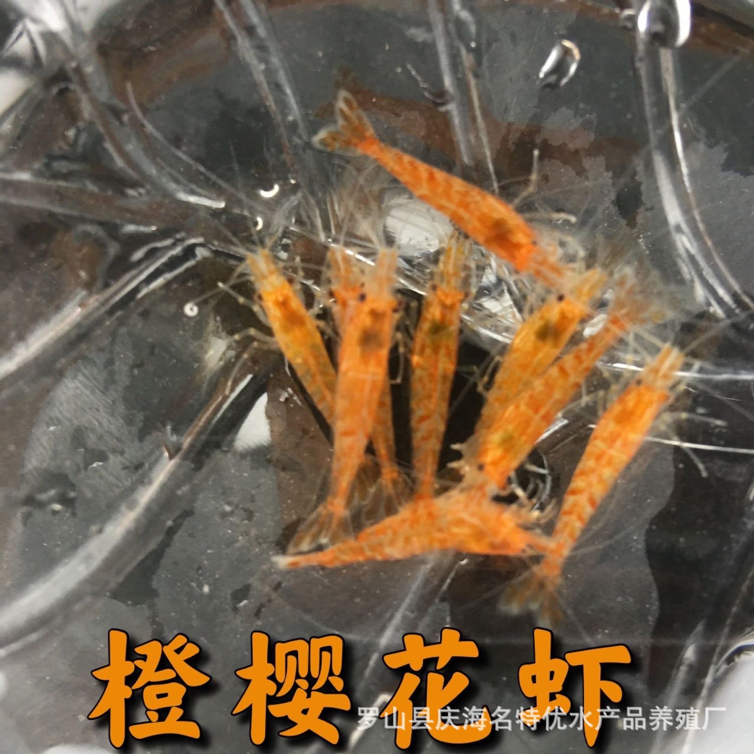 Живые оранжевые сакура креветки, декоративные креветки, бесплатная упаковка