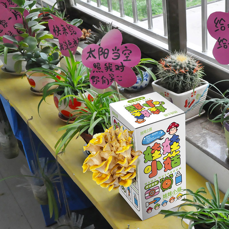 Pleurotus ostreatus mushroom bag strain edible bag mushroom planting mushroom bag balcony fun boxed diy children's gift