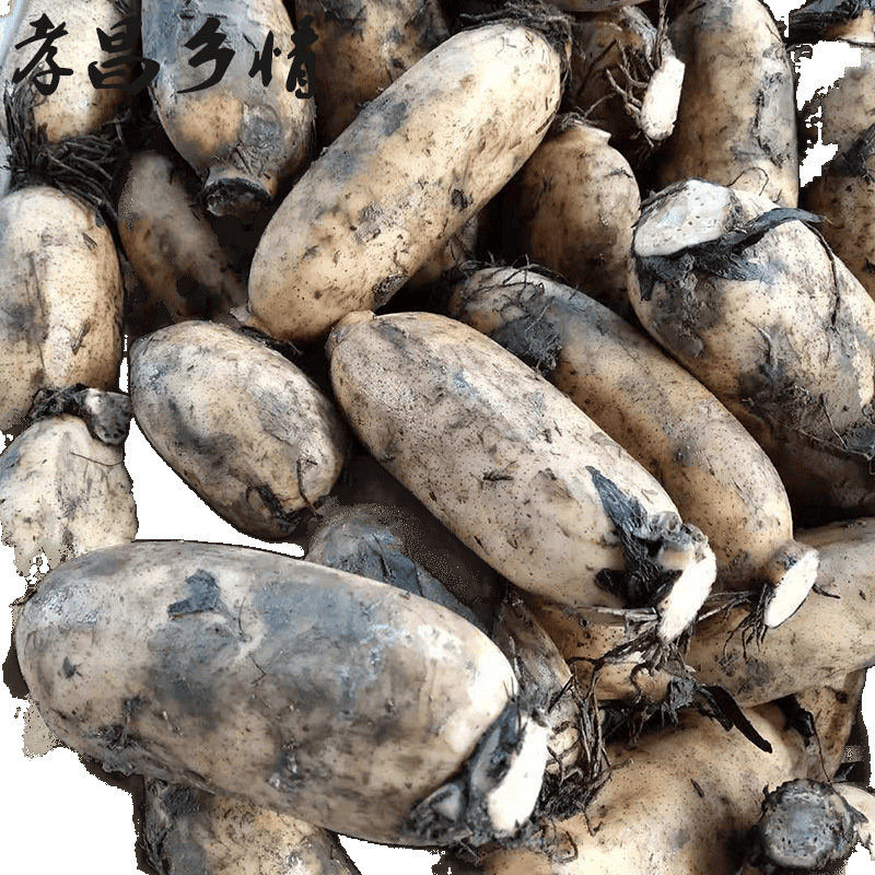 Fresh Lotus Root from Honghu, Fragrant and Glutinous, Hubei Specialty, Freshly Dug Nine-Hole Lotus Root with Mud, Suitable for Soup/Wholesale