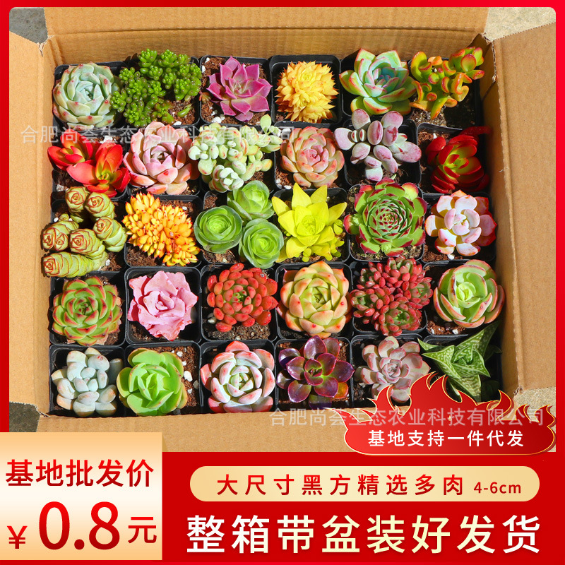 Оптовые суккуленты в горшках, наборы суккулентов для балкона, крупные экземпляры