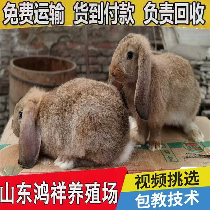 Хунсян поставляет большое количество живых баранов и кроликов по льготным ценам. Крупные бараны с висячими ушами и кролики оптом для декоративных целей