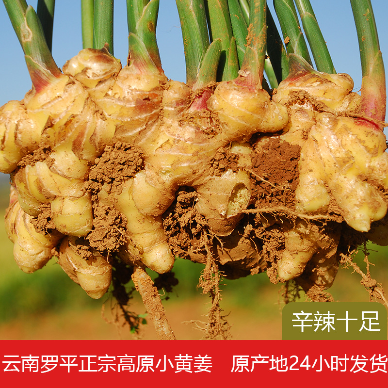 Органический имбирь с высоких гор Юннани, свежий, мелкий желтый, для послеродового периода, молодой, старый, фермерский, сертифицированный