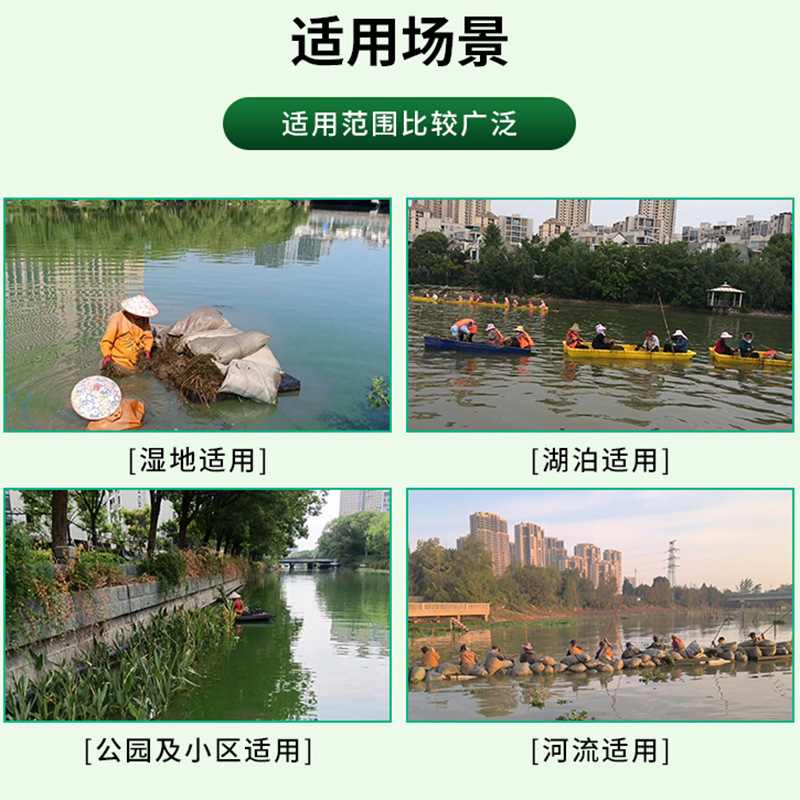 Thorny Bitter Grass, Asian Big Bitter Grass, Dense Thorny Bitter Grass, Water Quality Purification, Breeding Flat Stick Grass, Aquatic Grass Seed Base Wholesale Project