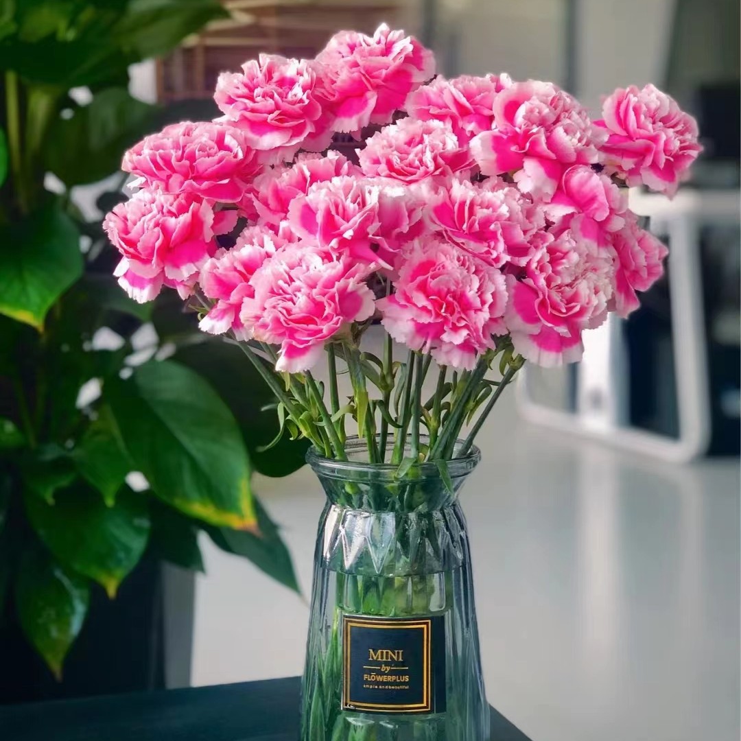 Carnation Flowers Wholesale Yunnan Kunming Single-Head Kangxian Cut Flower Base Goddess Day Mother's Day Teacher's Day Gift