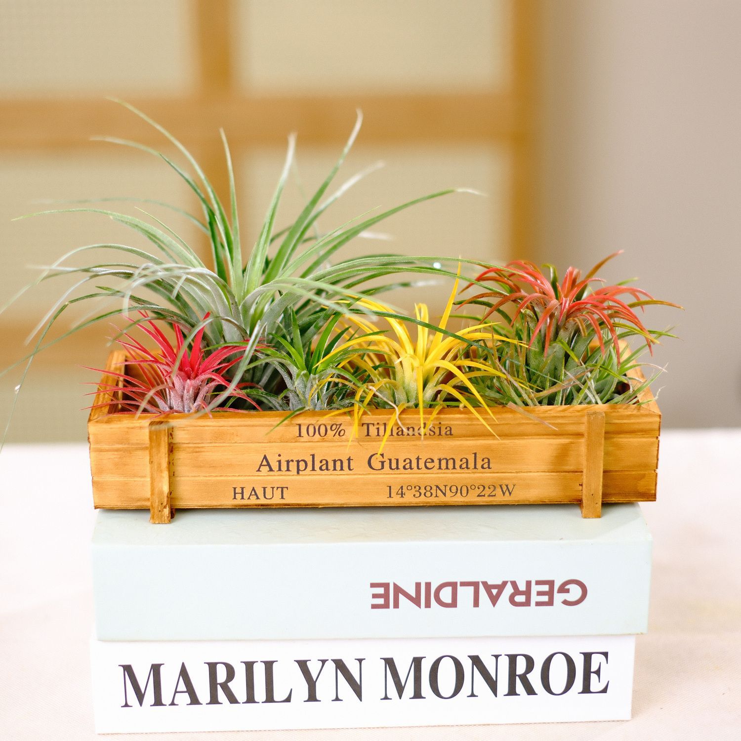 Воздушный ананас безземельное растение Входное потовое деревянное ящик Гостиная Зеленое растение Для домашнего воздуха Легкое в уходе растение для ленивых людей