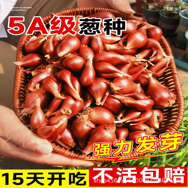 Аутентичные семена красного лука из Гуандуна и Сычуани, семена мелкого ароматного лука для всех сезонов, оптовая продажа местного лука