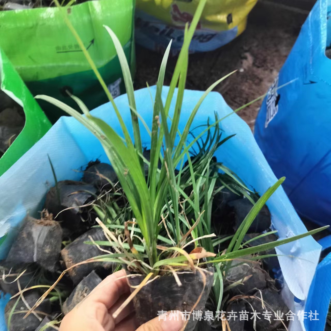 Саженцы Офиопогона японского, широколистный Офиопогон японский, вечнозеленые цветы для бордюров, теневыносливые и холодостойкие зеленые растения для садов