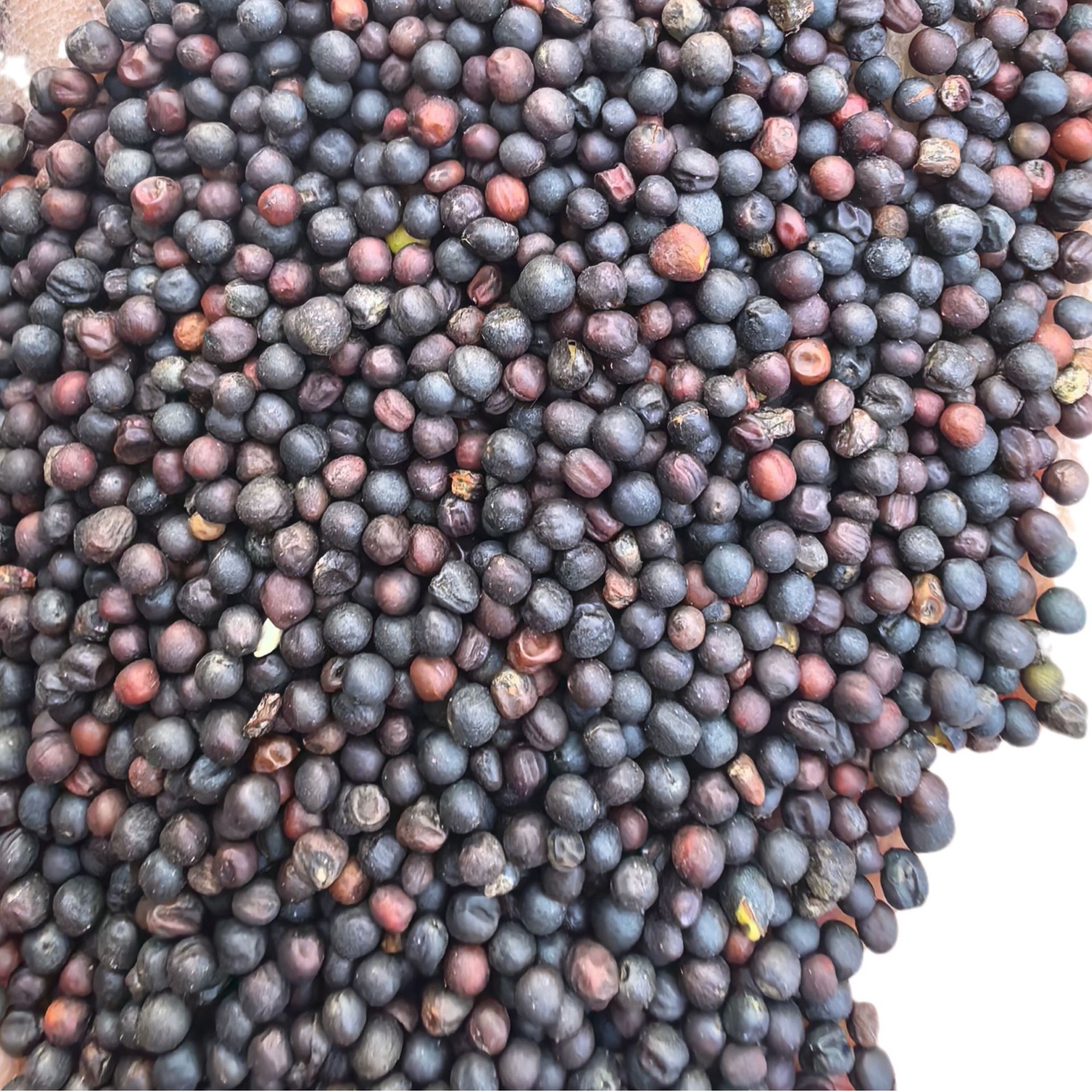 Rapeseed Wholesale Seasonal New Oil Expressed Rapeseed 50 Jin Grain Oil Crops Rapeseed