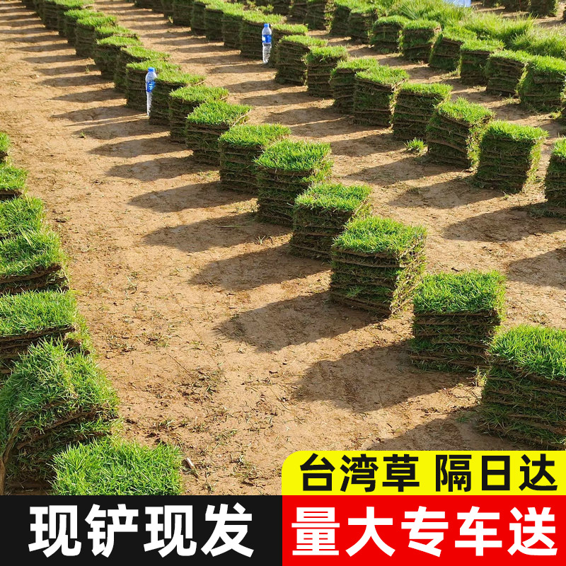 Газонный натуральный травяной покров Тайваньский зеленый Манила крупнолистный специальный базовый посадочный материал в большом количестве по выгодной цене сейчас лопата сейчас