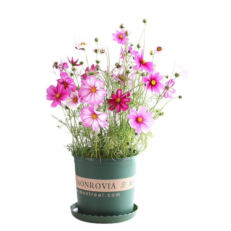 Wildflower Combination Flower Seeds, Pyrethrum Flower Seeds, Four-Season Sowing and Blooming Gesang Flower Seeds, Sunflower Seeds