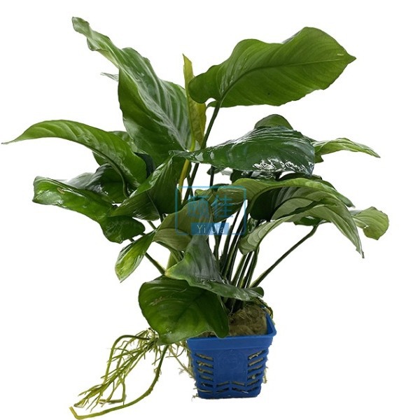 Water Banyan Mini small water Banyan small Banyan Banyan double head medium Banyan gold banyan aquatic grass live wholesale fish tank landscaping real aquatic grass