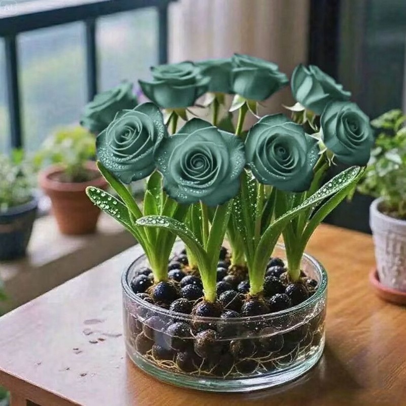 Гидропонные ароматные розовые луковицы, двойные лепестки, репеллент от комаров и устойчивые к теплу цветы, комнатные горшечные зеленые растения