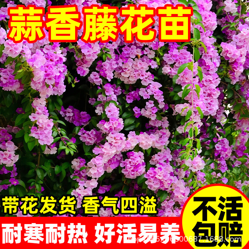 Саженцы глицинии с чесночным вкусом, вьющиеся растения с фиолетовыми цветами для балкона, двора, уличных цветочных горшков, цветущие весной и осенью, фиолетовая глициния