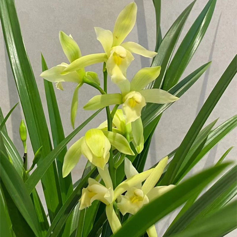 Minggui Jianlan Potted Florals with Flower Seedlings in the Office, Classy and Elegant Bonsai Flower Plant Pots with Strong Fragrance All Year Round