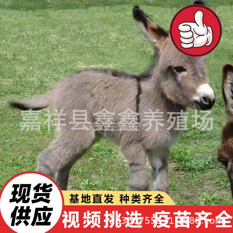 Live Animals for Sale in Farms, Donkeys for Children to Ride on for Tourism and Viewing, Mini Small Domesticated Donkeys for Riding in Scenic Spots