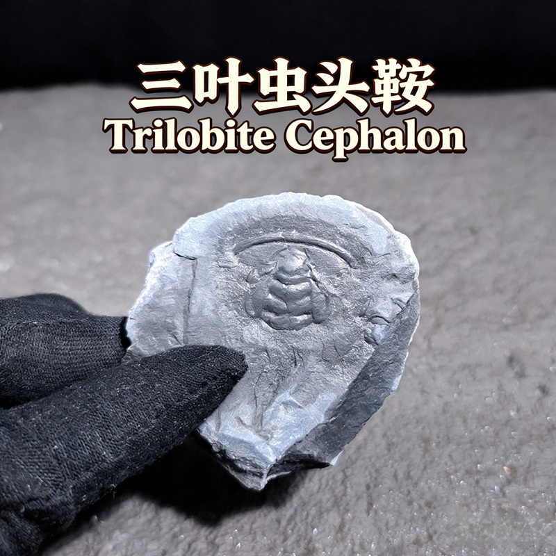 Окаменелость трилобита лезвия головы седла оригинальный камень образец для обучения популярной науки