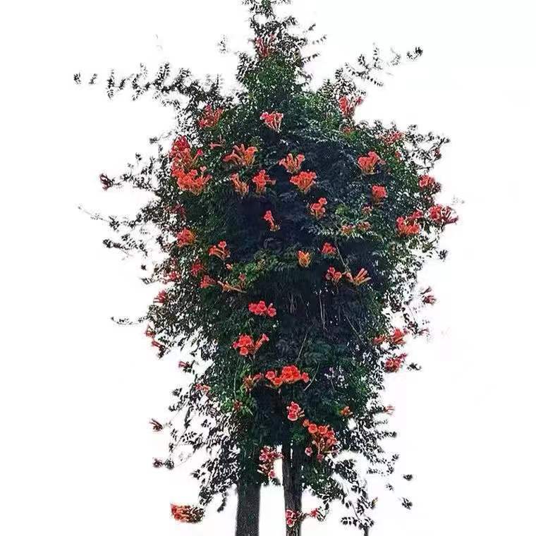 Lingxiao Flower Seedlings, Climbing Vines, Four-Season Flowering, Courtyard Greening, Old Pile Potted Saplings, Firecrackers, Florals and Green Plants, Large Seedlings