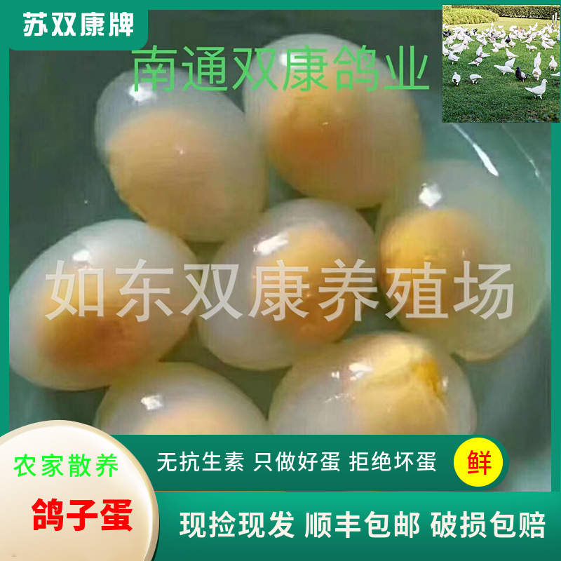 Wholesale of Pigeon Eggs, Whole Grains, Flying Pigeon Eggs, Now Picked up and Found, Farm-Raised Free-Range Grass Pigeon Eggs, Fresh