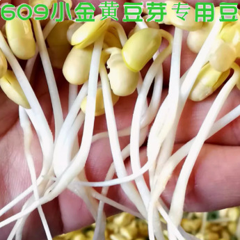 New bean sprouts, soybean raw bean sprouts, soybean natto 5kg, farmhouse self-grown 690 small grains