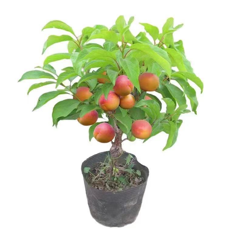 Extra-Large Apricot Tree Seedlings, New Varieties of Fragrant Apricots and Field Apricots, Suitable for Planting in All Seasons in Both Southern and Northern Regions, Ideal for Villa Gardens and Grafting