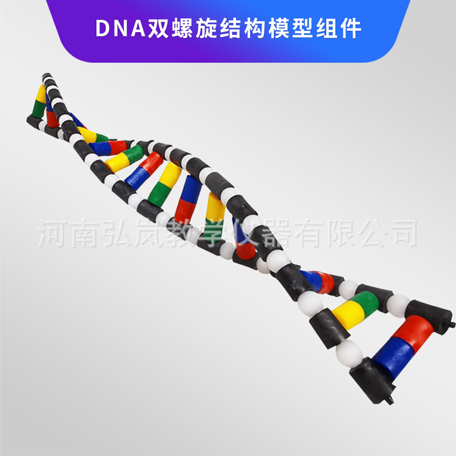 DNA double helix structure model component High School biological gene and mutation double helix structure model
