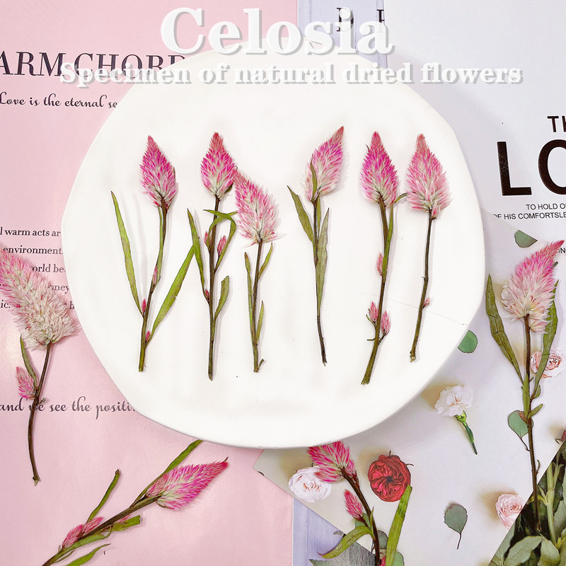 Сухие цветы цинкококса для обучения детей, DIY, рамка для фото, ароматическая свеча, упаковка подарочной коробки