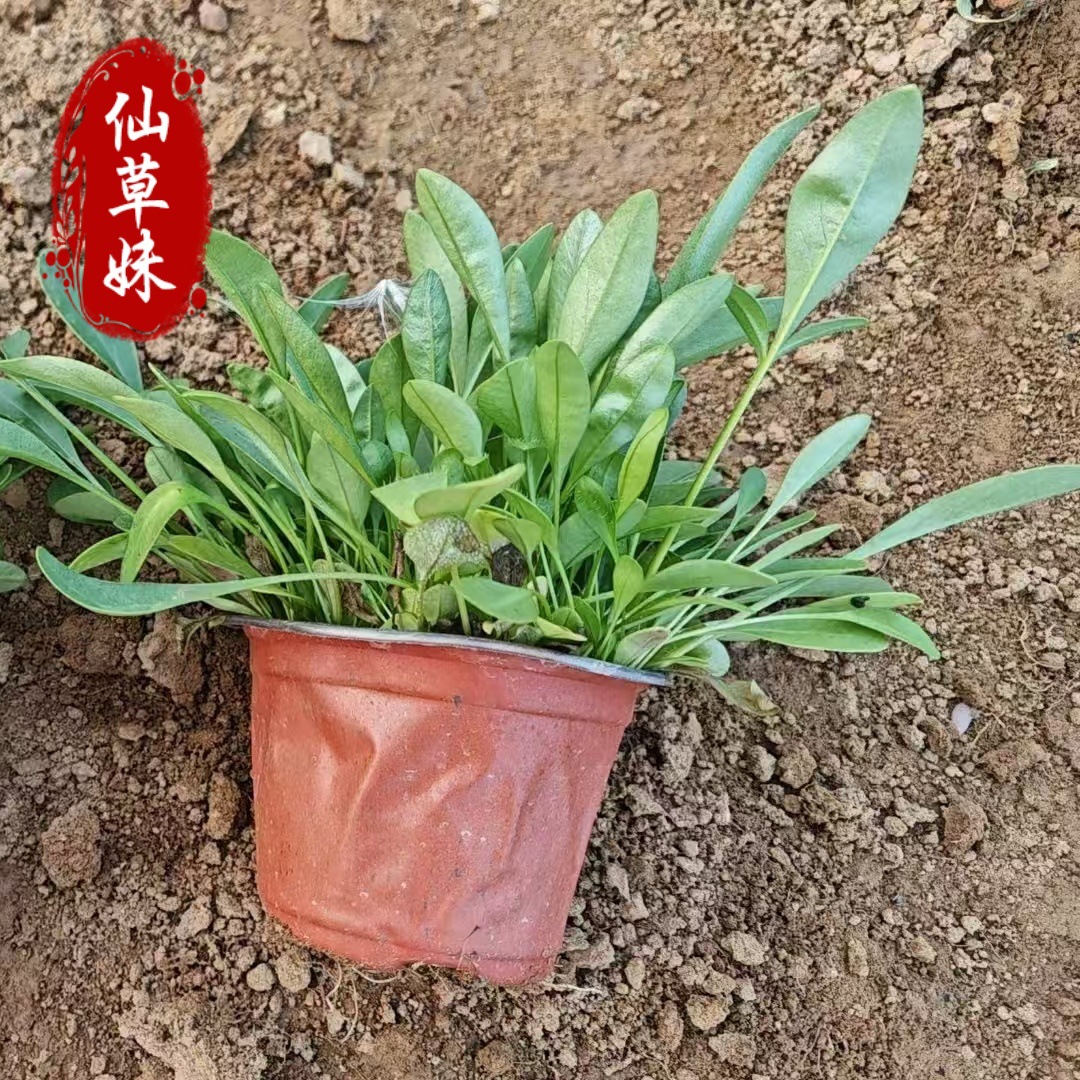 Goldenrod Seedlings, Goldenrod Flower Seedlings, All-Season Goldenrod Cup Seedlings, Perennial Garden Flowers, Hardy Outdoor Plants