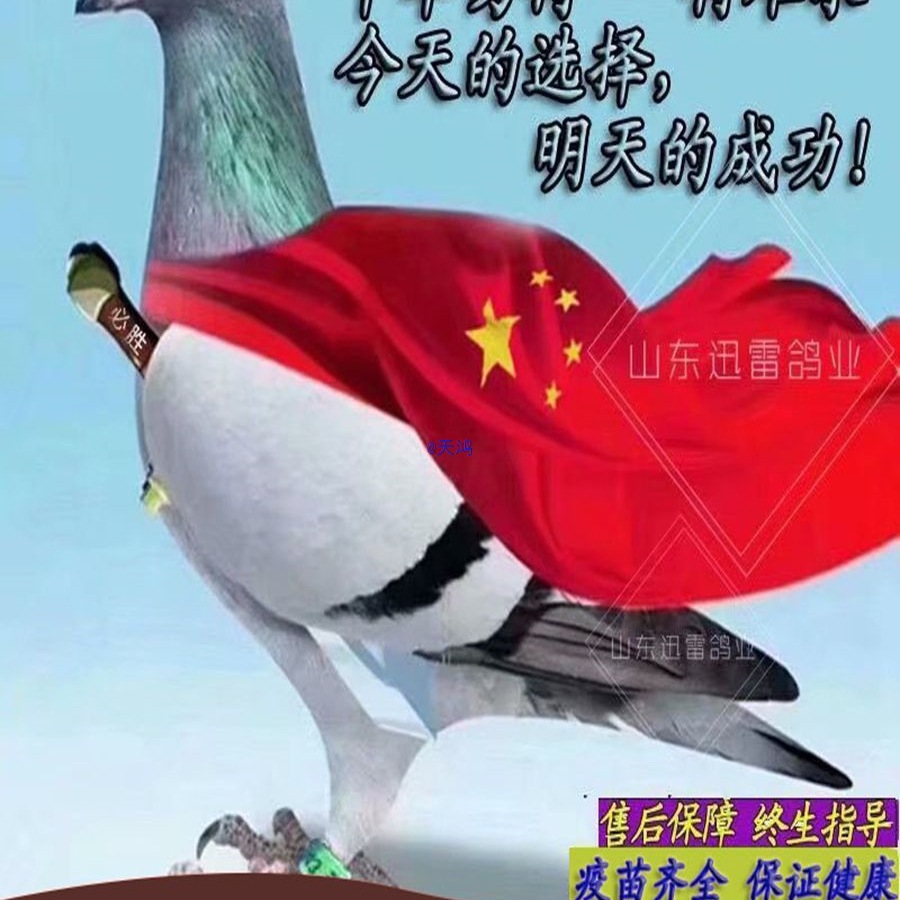 Голубь-почтовик, чистокровный гоночный голубь, потомство с оригинальным кольцом, молодые голуби, декоративные голуби, живая птица, гарантированная живая пара