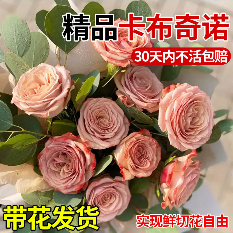 Саженцы розы капучино, цветы в горшках, старый пень, шоколадный цвет, крупные саженцы, цветущие круглый год, балконные и садовые растения