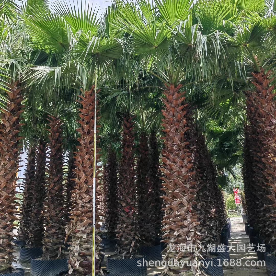 Fujian Elderly Palm Wholesale Jiangxi Shanghai Elderly Palm Quotes Zhejiang Palm Price Washington Palm Pictures