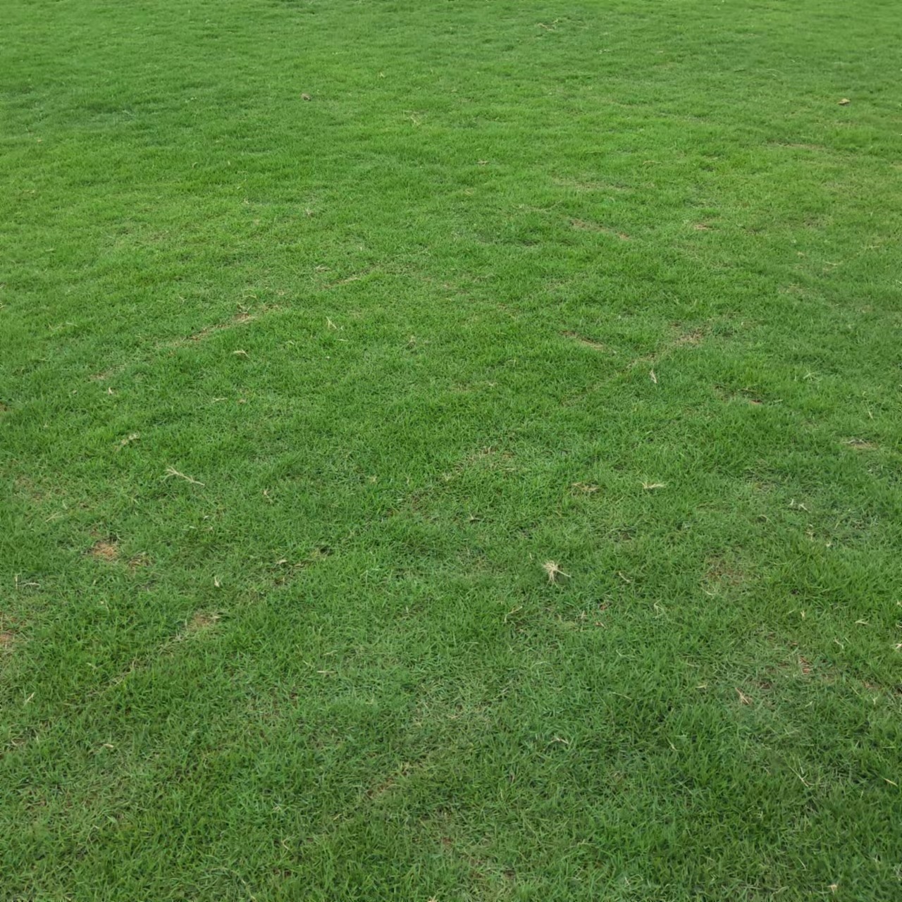 Lawn with Soil, Real Turf, Garden Road Greening Project, School Lawn, Playground Turf, Football Field, Real Lawn