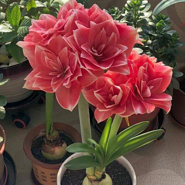 [Flowering All Year Round] Imported Amaryllis Double-Flowered Large Potted Plants, Living Room Green Plants and Florals, Easy to Feed
