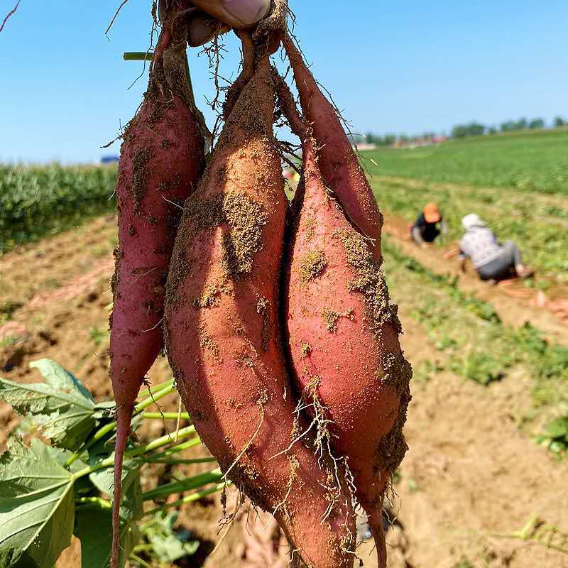 Shandong Yanshu No. 25, Direct Delivery from the Place of Origin, Free Shipping for Seasonal Yanshu No. 25, One Piece Drop Shipping