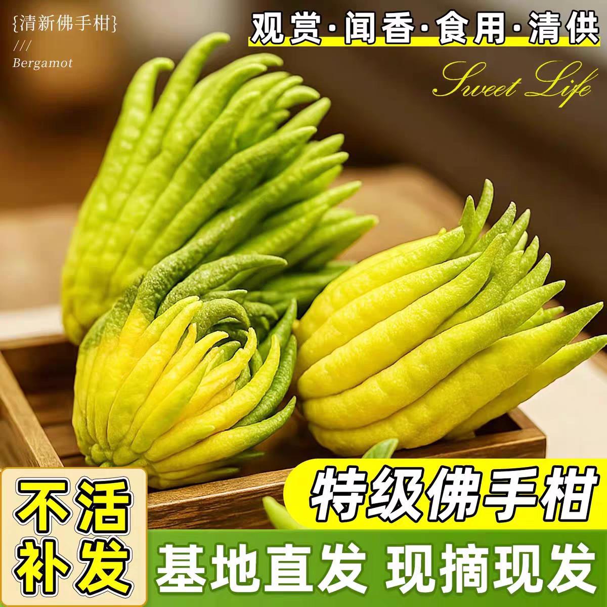 Свежие плоды бергамота, декоративные съедобные фрукты с веточками, сушеный ароматный бергамот, гидропонные зеленые растения, цветочные горшки